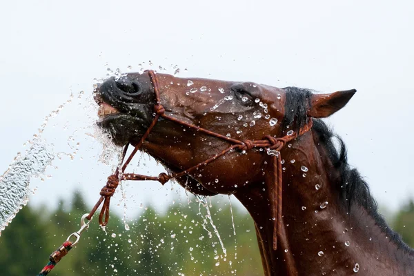 Emocje konia podczas pływania — Zdjęcie stockowe