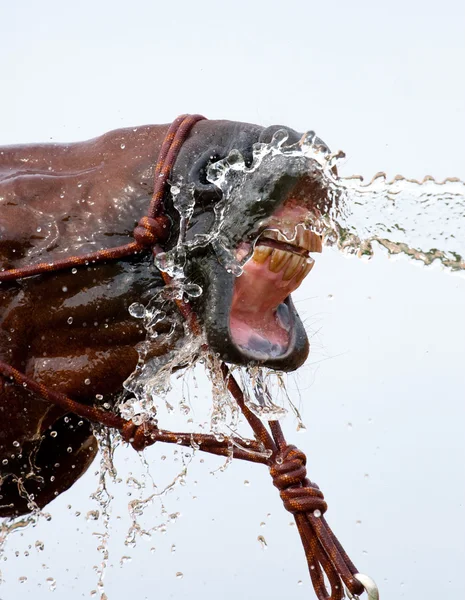 Vatten och näsa av bay häst — Stockfoto