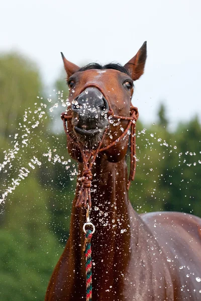 Эмоции лошади во время плавания — стоковое фото