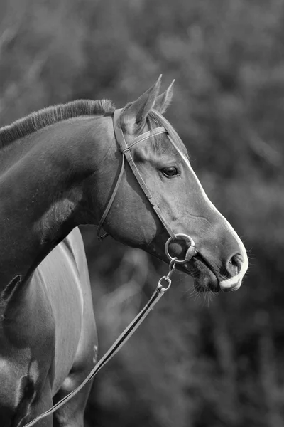 Portret van don paard in veld — Stockfoto