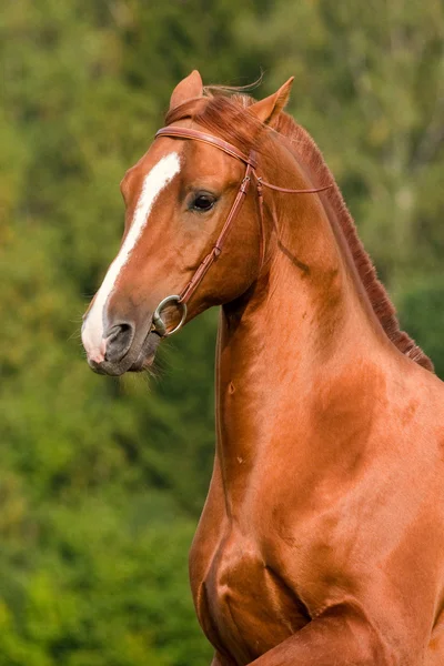 Don ló mezőben portréja — Stock Fotó
