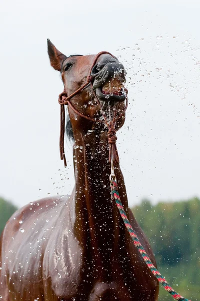 Эмоции лошади во время плавания — стоковое фото