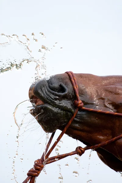 stock image Water and nose of bay horse