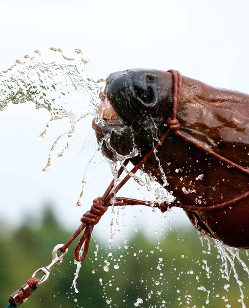 Wasser und Nase des Lorbeerpferdes — Stockfoto