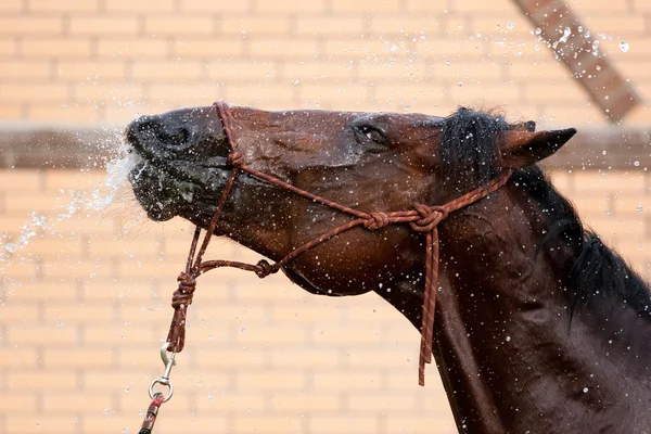 Emociones del caballo durante la natación —  Fotos de Stock