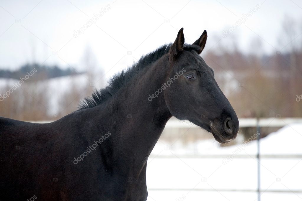 Portrait of black horse in paddock