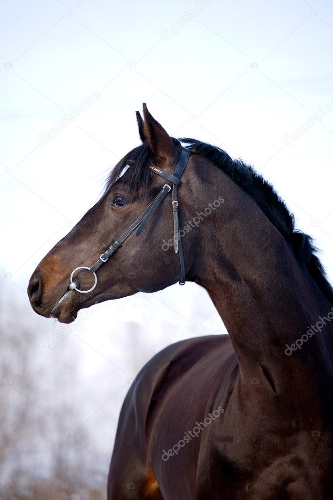 Portrait of black horse in winter