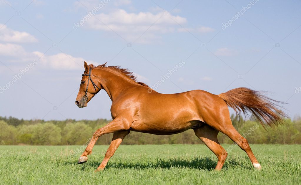 bay horse galloping