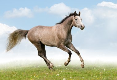 Gray trakehner horse in field clipart