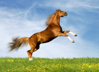 Chestnut bavarian horse in field clipart