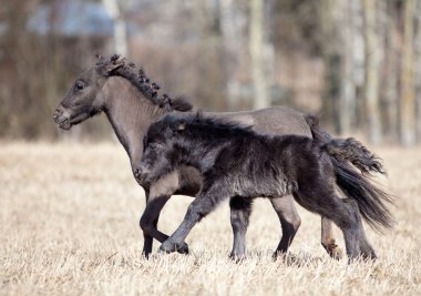 falabella at ve mini pony