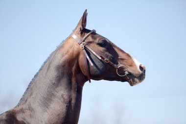 Portrait seal brown Akhal-teke stallion clipart