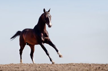 Seal brown Akhal-teke stallion running clipart