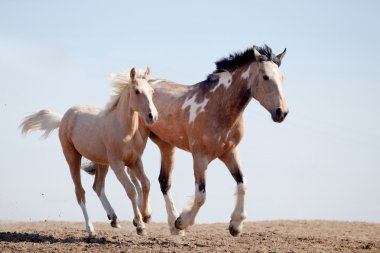 Appaloosa kısrak ve krem tayı