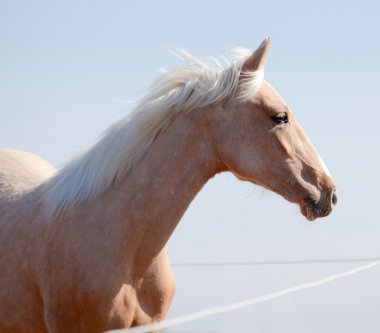 Buckskin horse in paddock at sun clipart