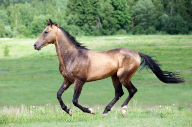 güderi akhal-teke aygır çalışan