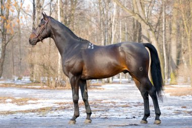 karanlık defne trakehner at Park Stud