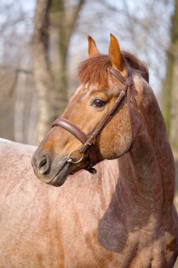 Portrait of dunalino horse clipart