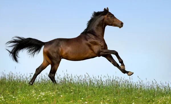 Лошадь Бэй Тракнер в поле — стоковое фото