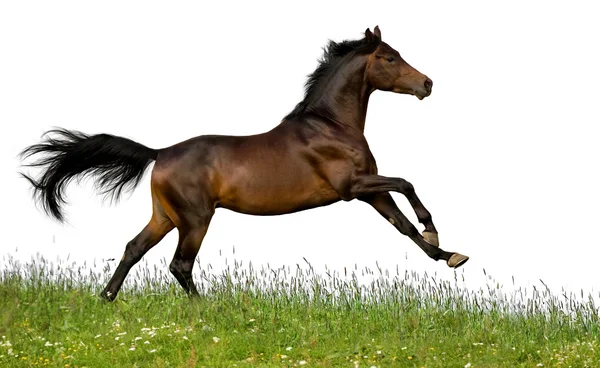 Záliv trakehner kůň v poli — Stock fotografie