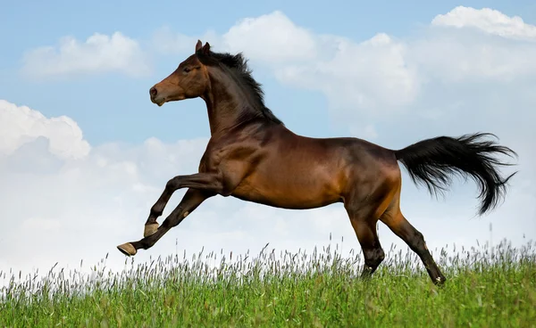 Záliv trakehner kůň v poli — Stock fotografie