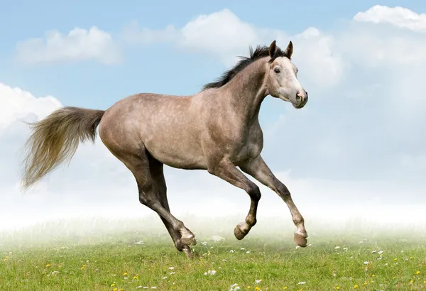 Šedá trakehner kůň v poli — Stock fotografie