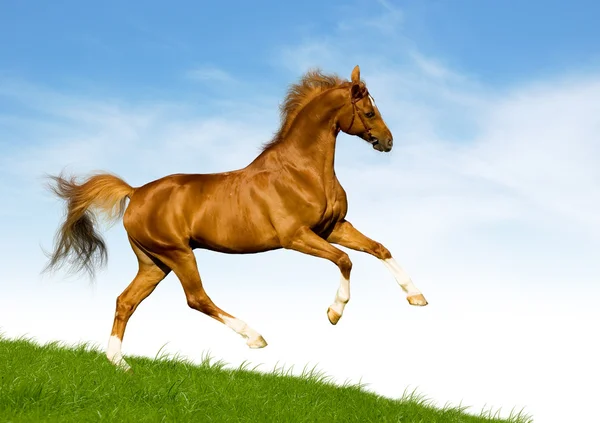 Каштановий баварський кінь на полі — стокове фото
