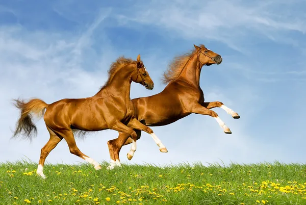 Kasztanowe konie bawarskiej w dziedzinie — Zdjęcie stockowe
