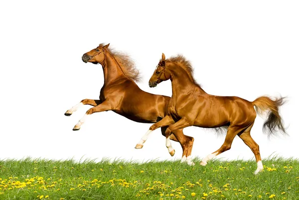 Изолированные каштановые баварские лошади — стоковое фото