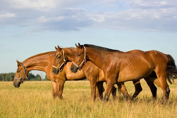 Три лошади в поле — стоковое фото