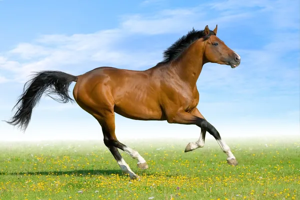 Лошадь Бэй Тракнер в поле — стоковое фото