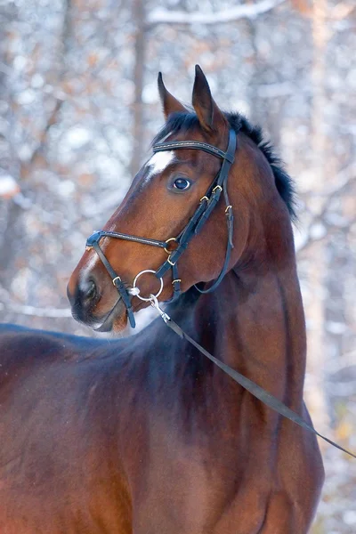 木の馬の肖像画 — ストック写真