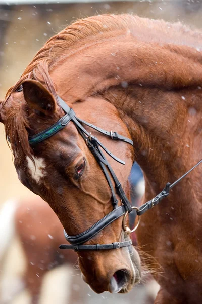Портрет каштанового коня на тренировке — стоковое фото