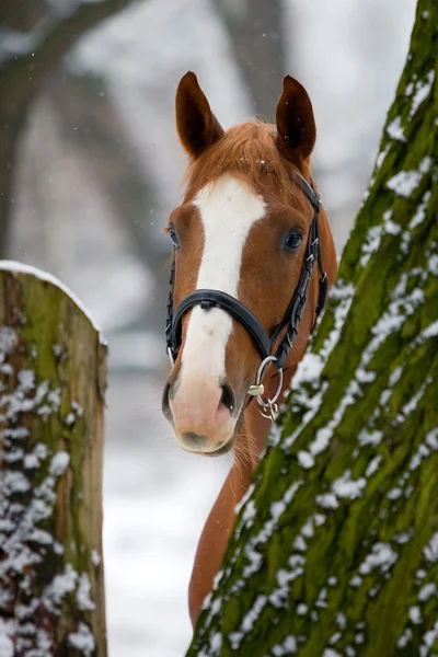 Retrato de cavalo castanho em madeira — Fotografia de Stock