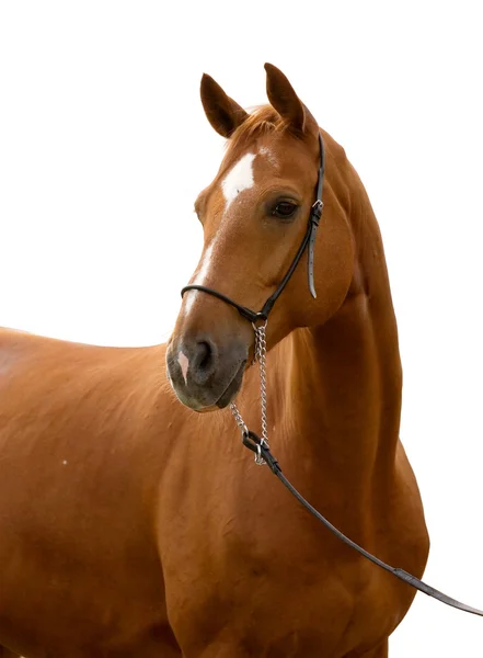Portret van kastanje paard geïsoleerd — Stockfoto