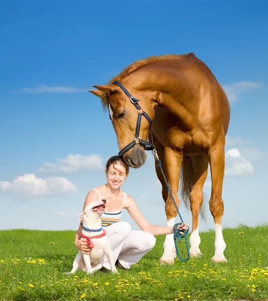 Chestnut horse, dog and girl — Stock Photo, Image