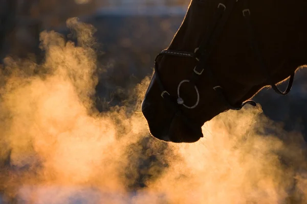 蒸汽和鼻子在夕阳中的马 — 图库照片