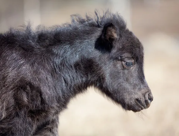Zwarte baby pony in veld — Stockfoto