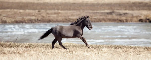 ファラベラ馬の牧草地で疾走 — ストック写真