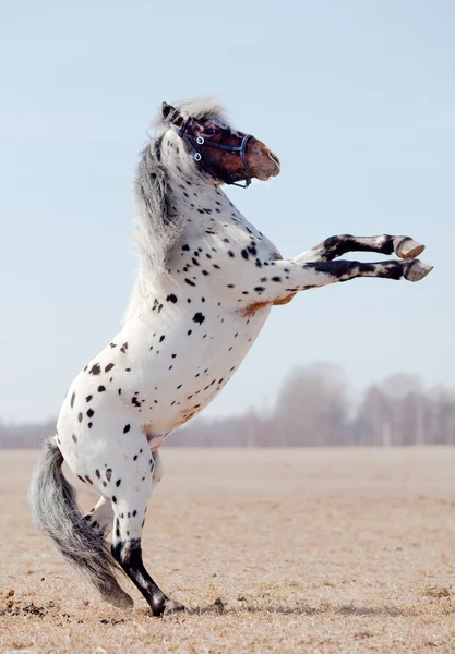 Appaluza paard werd een bok. — Stockfoto
