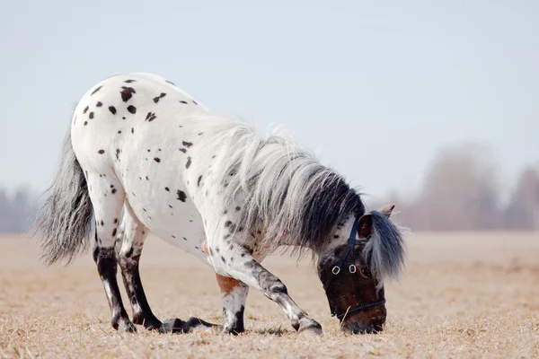 Krásné pony appaloosa dělá luk — Stock fotografie