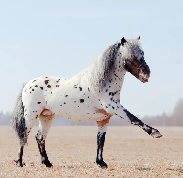 Лошадь с поднятой ногой в поле — стоковое фото