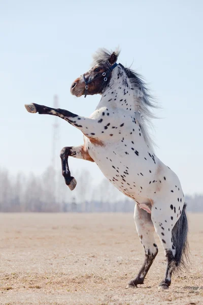 Appaluza horse became a buck. — Stock Photo, Image