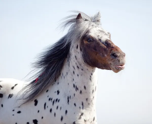 Portrét legrační pony appaluza — Stock fotografie