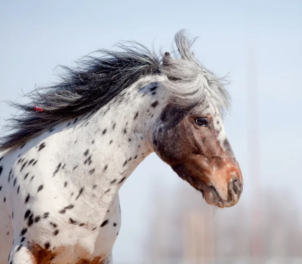 Portrét pony appaluza — Stock fotografie