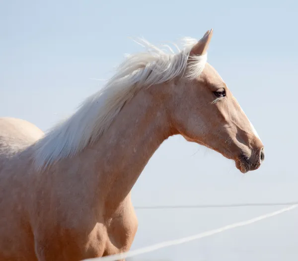 Cavalo Buckskin em paddock ao sol — Fotografia de Stock