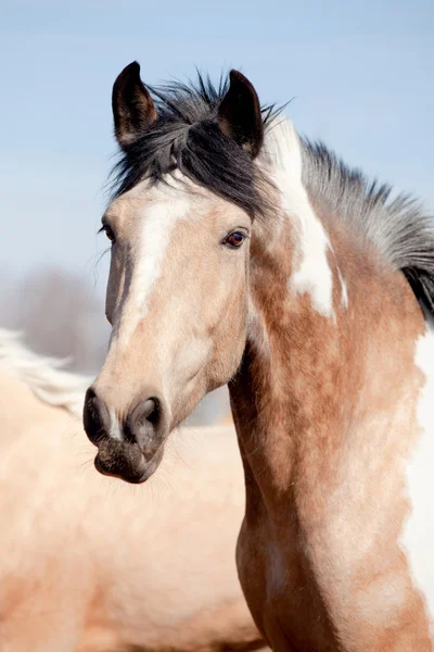 Portrait of appaloosa mare in field — Stock Photo, Image