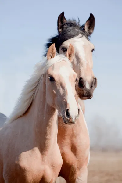 Portrait of appaloosa mare, cream foal — Stock Photo, Image