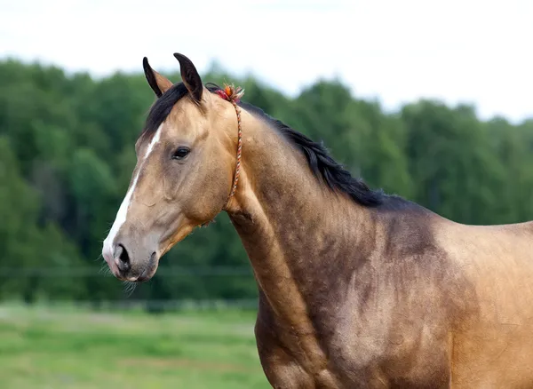 Portrait of buckskin Akhal-teke stallion — Stock Photo, Image