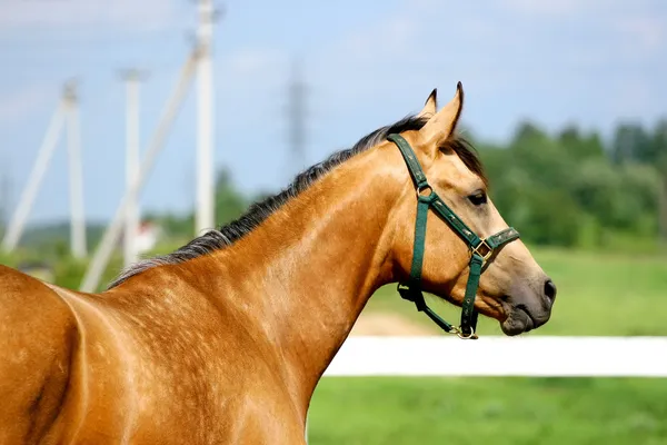 Retrato de cavalo palomino trakehner — Fotografia de Stock